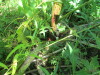 Thumbnail IMG_1622.JPG 