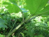 Thumbnail IMG_1624.JPG 