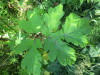Thumbnail IMG_1625.JPG 