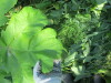 Thumbnail IMG_1626.JPG 