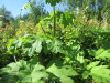Thumbnail IMG_1627.JPG 