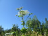Thumbnail IMG_1628.JPG 