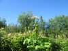 Thumbnail IMG_1629.JPG 