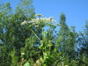 Thumbnail IMG_1630.JPG 