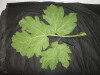 Thumbnail IMG_1937.JPG 