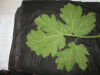 Thumbnail IMG_1938.JPG 