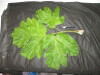 Thumbnail IMG_1939.JPG 