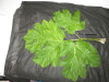 Thumbnail IMG_1940.JPG 