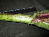 Thumbnail IMG_1941.JPG 