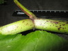 Thumbnail IMG_1942.JPG 