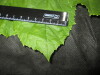 Thumbnail IMG_1944.JPG 