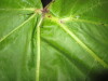 Thumbnail IMG_1945.JPG 