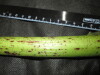 Thumbnail IMG_1946.JPG 