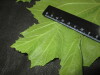 Thumbnail IMG_1947.JPG 