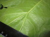 Thumbnail IMG_1948.JPG 