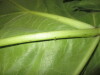 Thumbnail IMG_1949.JPG 