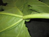 Thumbnail IMG_1950.JPG 