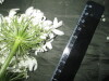 Thumbnail IMG_1953.JPG 