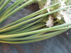 Thumbnail IMG_1955.JPG 