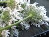 Thumbnail IMG_1956.JPG 