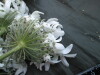 Thumbnail IMG_1957.JPG 