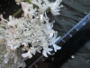 Thumbnail IMG_1958.JPG 