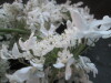 Thumbnail IMG_1959.JPG 