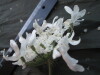 Thumbnail IMG_1960.JPG 
