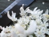 Thumbnail IMG_1961.JPG 