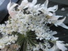 Thumbnail IMG_1962.JPG 