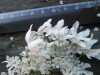 Thumbnail IMG_1963.JPG 