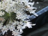 Thumbnail IMG_1964.JPG 