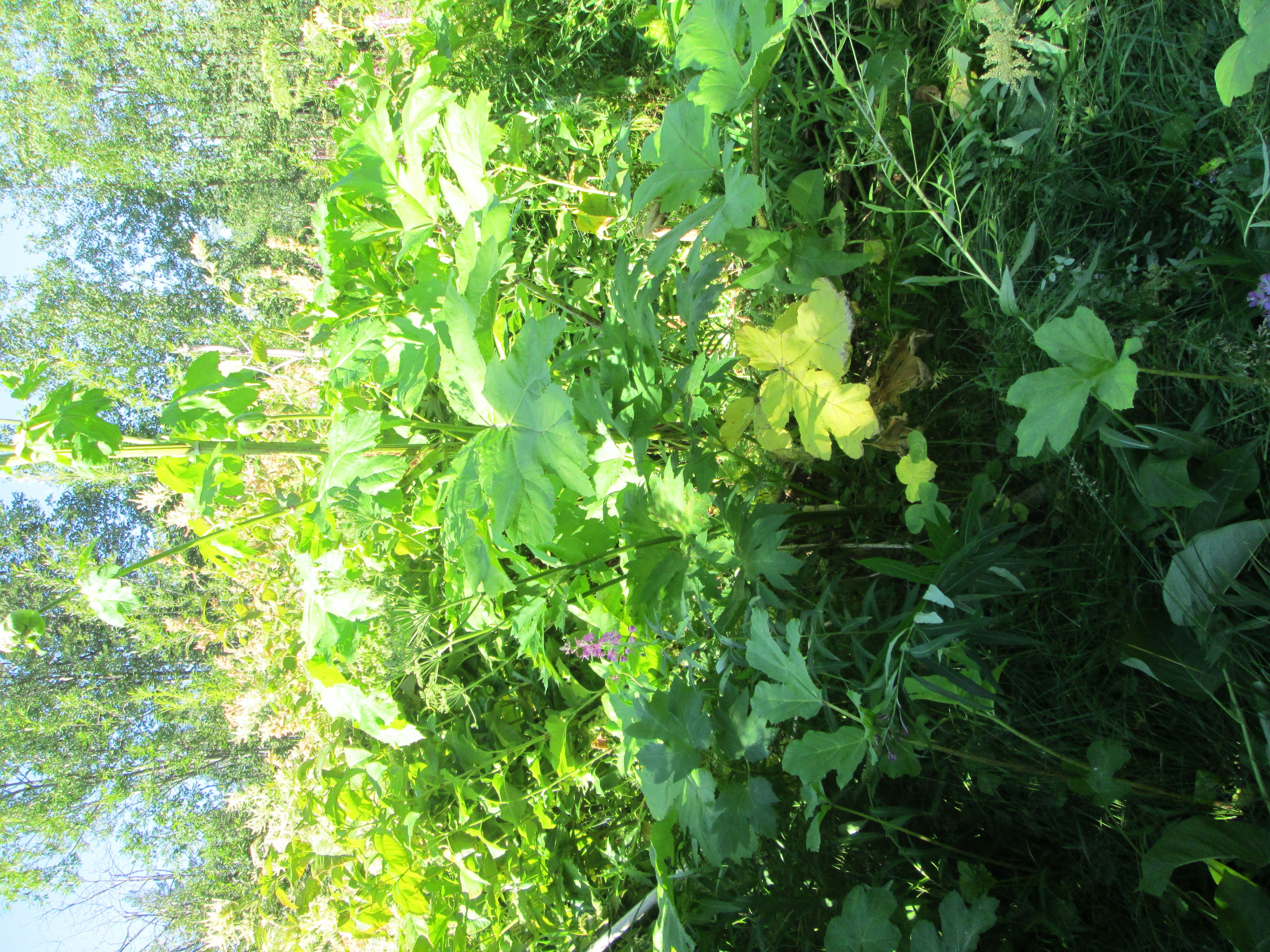 IMG_1614.JPG 