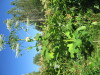 Thumbnail IMG_1635.JPG 