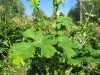 Thumbnail IMG_1637.JPG 