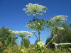 Thumbnail IMG_1638.JPG 