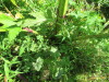 Thumbnail IMG_1639.JPG 
