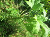 Thumbnail IMG_1640.JPG 