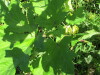 Thumbnail IMG_1641.JPG 