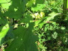 Thumbnail IMG_1642.JPG 