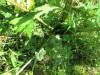 Thumbnail IMG_1643.JPG 
