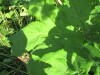 Thumbnail IMG_1644.JPG 