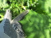Thumbnail IMG_1645.JPG 