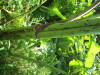 Thumbnail IMG_1647.JPG 