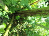 Thumbnail IMG_1648.JPG 