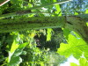 Thumbnail IMG_1649.JPG 