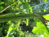 Thumbnail IMG_1650.JPG 