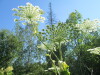 Thumbnail IMG_1651.JPG 