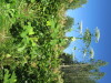 Thumbnail IMG_1652.JPG 