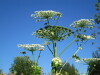 Thumbnail IMG_1653.JPG 